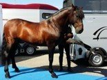 Fiera Travagliato cavalli