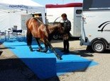 Fiera Travagliato cavalli
